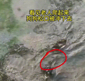 河流涨水，牧羊老人和狗差点被冲走