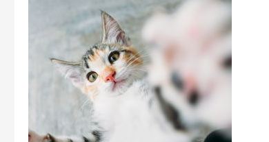 猫尿床屡教不改怎么办?怎样判断猫报复性尿床? 猫尿床屡教不改怎么办?怎样判断猫报复性尿床?