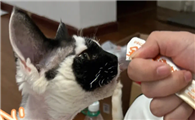 猫零食可以吃猫条吗