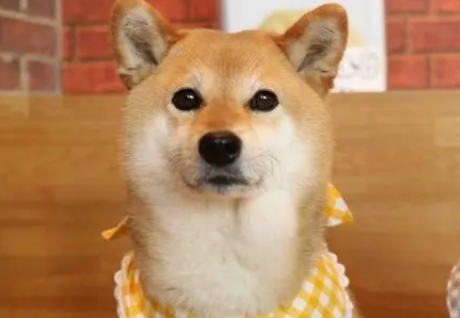 柴犬屁股掉毛严重，有哪些原因导致柴犬屁股掉毛严重？