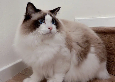 成年布偶猫吃什么好?布偶猫吃这些食物最好! 成年布偶猫吃什么好?布偶猫吃这些食物最好!
