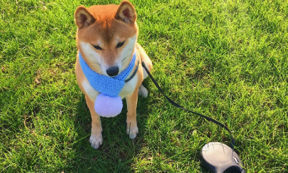 柴犬幼犬能吃鸡蛋黄吗 柴犬吃鸡蛋黄的好处 柴犬幼犬能吃鸡蛋黄吗 柴犬吃鸡蛋黄的好处