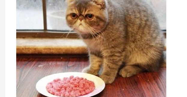 猫咪吃蛋黄吐了怎么办?猫咪吃完蛋黄吐了? 猫咪吃蛋黄吐了怎么办?猫咪吃完蛋黄吐了?