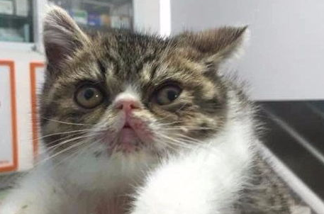猫咪得了杯状病毒怎么办? 猫咪得了杯状病毒怎么办?