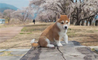怎么阻止柴犬吃屎？有以下方法使柴犬拒绝吃屎？