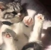 铲屎官给猫咪睡觉的地方太小,思考了下,猫咪就把自己折叠了起来 铲屎官给猫咪睡觉的地方太小,思考了下,猫咪就把自己折叠了起来