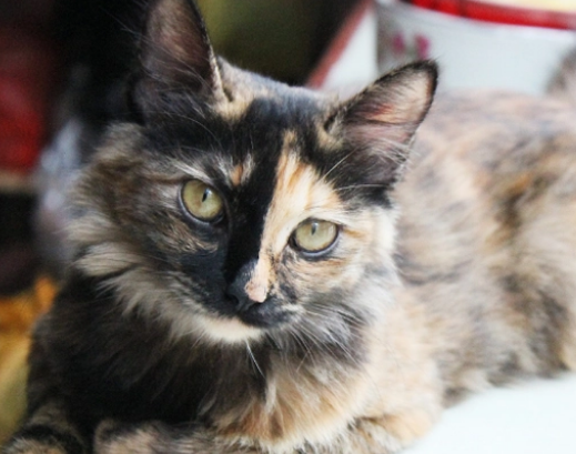 玳瑁猫是不是就是土猫 玳瑁猫是不是就是土猫
