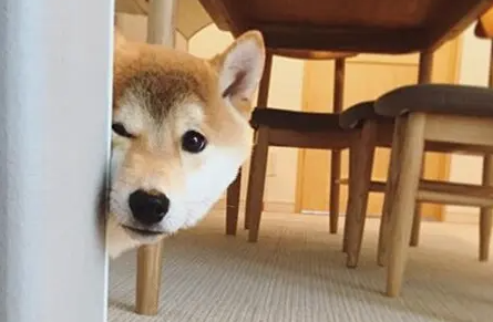 怎么阻止柴犬吃屎？有以下方法使柴犬拒绝吃屎？