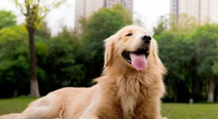 金毛犬拉的软便很臭是正常的吗?狗狗健康! 金毛犬拉的软便很臭是正常的吗?狗狗健康!