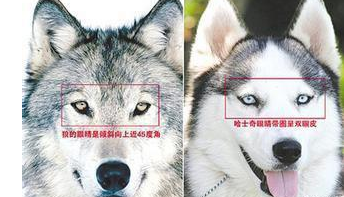 哈士奇把母狼搞了,宝宝出生后长这样!网友:单身狗的逆袭 哈士奇把母狼搞了,宝宝出生后长这样!网友:单身狗的逆袭