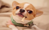 狗狗小鸡发炎红肿怎么办？