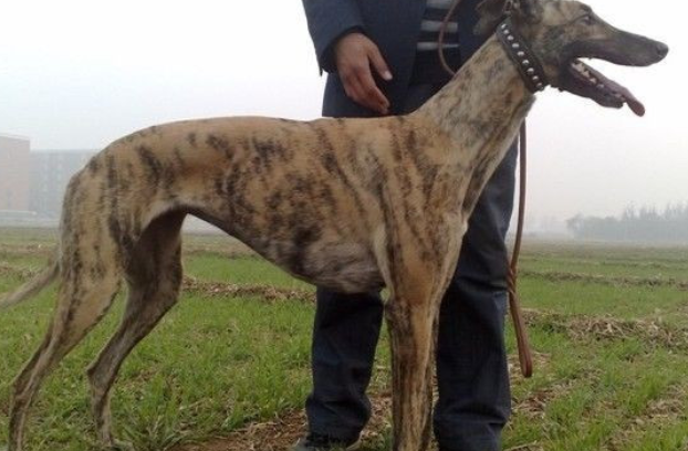 三个月猎犬格力犬图片