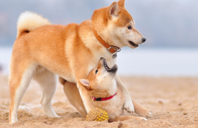 柴犬剃毛后怎样才能长好毛 有这几种食物可以帮助长毛 柴犬剃毛后怎样才能长好毛 有这几种食物可以帮助长毛
