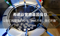 希诺谷宠物克隆合法吗