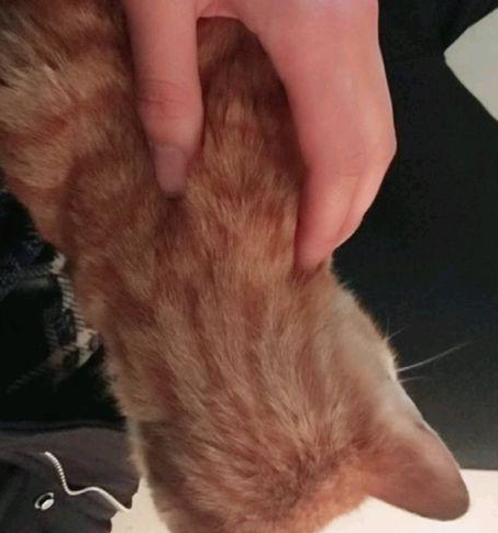 宿舍门口来了一只流浪橘猫,只喜欢吃肉,网友:这是要吃穷的节奏 宿舍门口来了一只流浪橘猫,只喜欢吃肉,网友:这是要吃穷的节奏