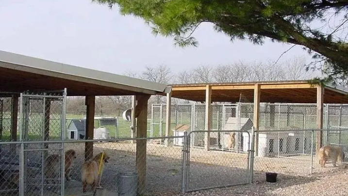 北京菲凡犬舍的狗贵吗