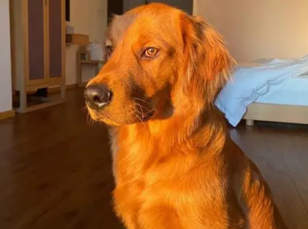 金毛幼犬耳朵小?金毛幼犬耳朵小是怎么回事? 金毛幼犬耳朵小?金毛幼犬耳朵小是怎么回事?