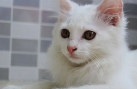 一个多月小猫拉稀怎么办?怎么治疗? 一个多月小猫拉稀怎么办?怎么治疗?