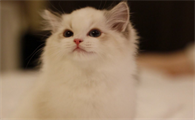 布偶猫吃什么发毛？五大食物帮助布偶猫快速发毛