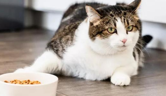 猫咪吐黄水，不吃食怎么办？