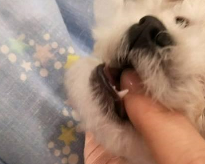 泰迪犯错,打了它一巴掌,却没想到泰迪是这样的反应!太心寒! 泰迪犯错,打了它一巴掌,却没想到泰迪是这样的反应!太心寒!