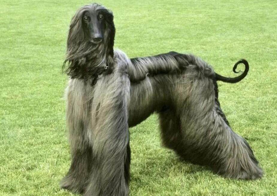 阿富汗猎犬图片多少钱一只