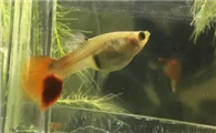 孔雀鱼生产前有什么征兆