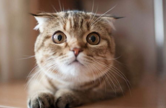 猫咪为什么会痛恨门? 猫咪为什么会痛恨门?