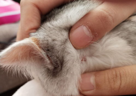 猫咪身上有虫子黑色的怎么办呢？