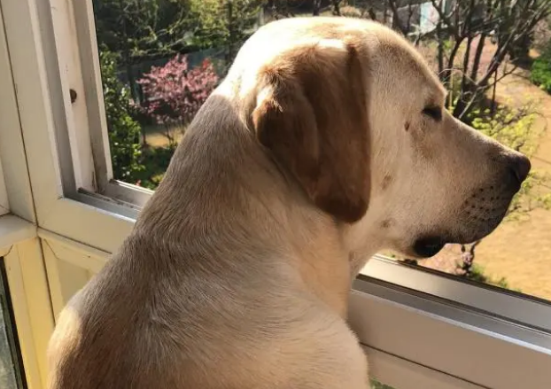 狂犬疫苗注射时间不能按时怎么办? 狂犬疫苗注射时间不能按时怎么办?
