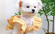 petcircle宠物服饰有哪些