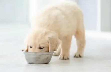 小狗抢食怎么办？