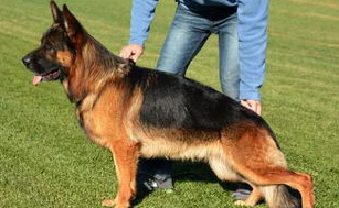 德国牧羊犬常见夏季疾病的预防及治疗！