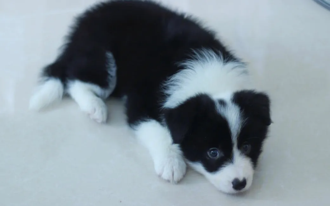 预防边境牧羊犬感染八大病毒的可靠方法？