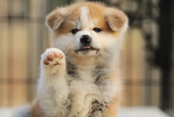 调皮的秋田犬喜欢咬东西怎么办？科学教育很有必要！