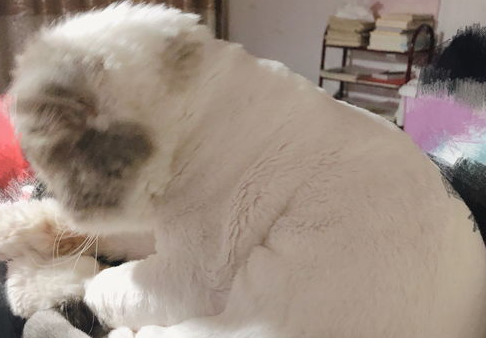 你们说，长毛加菲猫毛打结怎么办？
