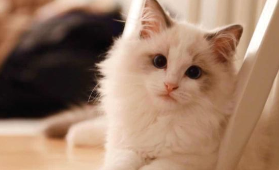 纯血统布偶猫有什么特征？这个特征就足够证明了！