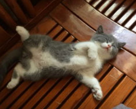 刚下完猫的母猫没有奶怎么办? 刚下完猫的母猫没有奶怎么办?