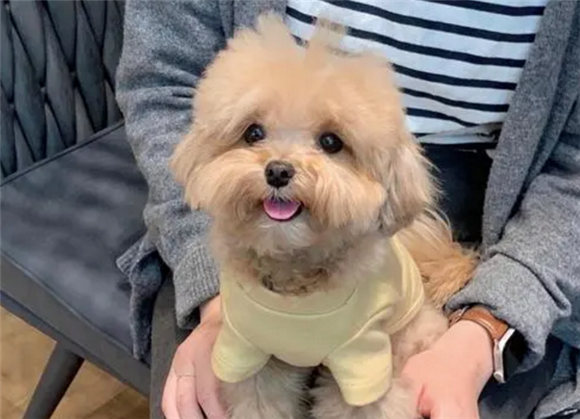 成年很丑的马尔泰