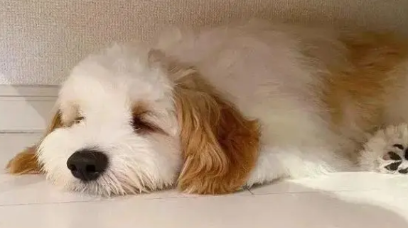 狗狗眼线虫会传染给人吗？