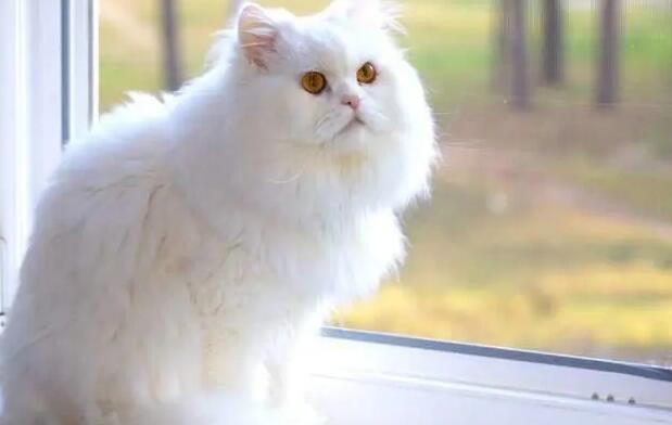 波斯猫为什么不能养啊 波斯猫为什么不能养啊
