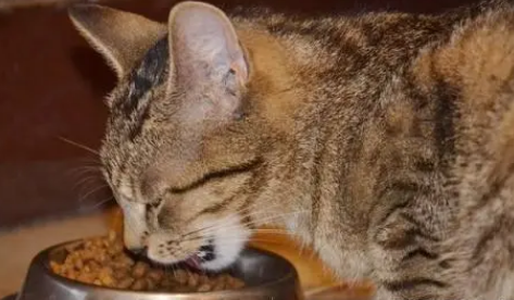 猫吃辣椒油怎么办？