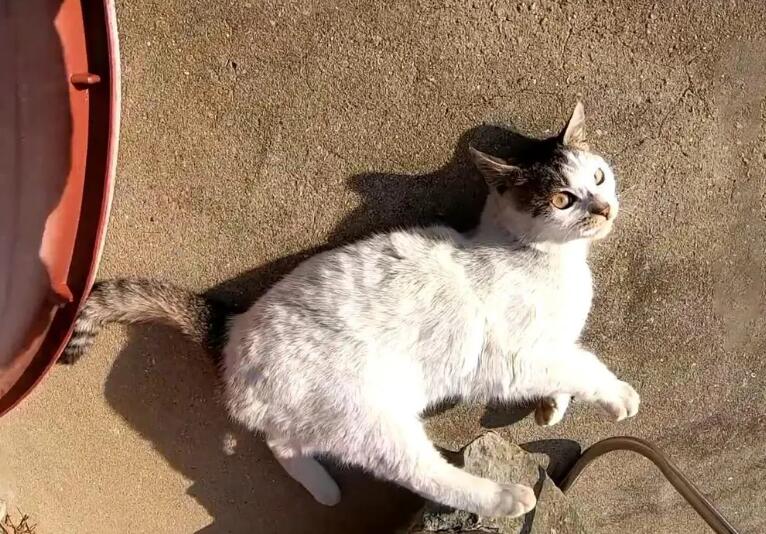 为什么流浪猫咪会被剪尾巴呢