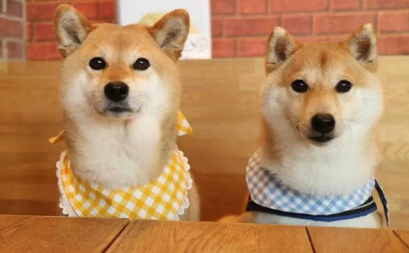 柴犬怎么样辨别真假 看柴犬纯不纯注意以下几点 柴犬怎么样辨别真假 看柴犬纯不纯注意以下几点