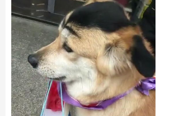 看看别人都是如何给狗狗化妆的这样美美哒你造么？
