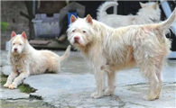 纯种的下司犬长什么样子