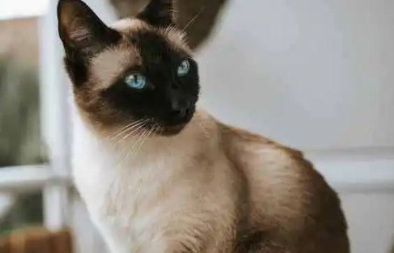 暹罗猫肚子上的毛变黑，暹罗猫毛变黑的原因？