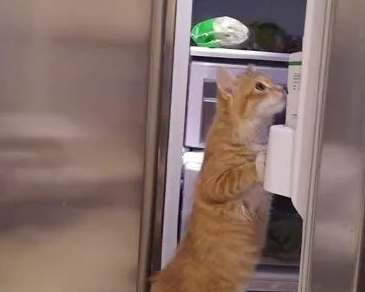 橘猫在冰箱前一直喵喵喵叫,喵:让开,朕要上冰箱里凉快凉快! 橘猫在冰箱前一直喵喵喵叫,喵:让开,朕要上冰箱里凉快凉快!