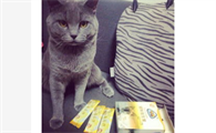 猫鼻子干怎么办?猫鼻子干燥是怎么回事?