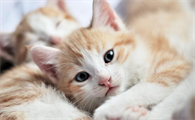如果一直不让猫睡觉会怎样